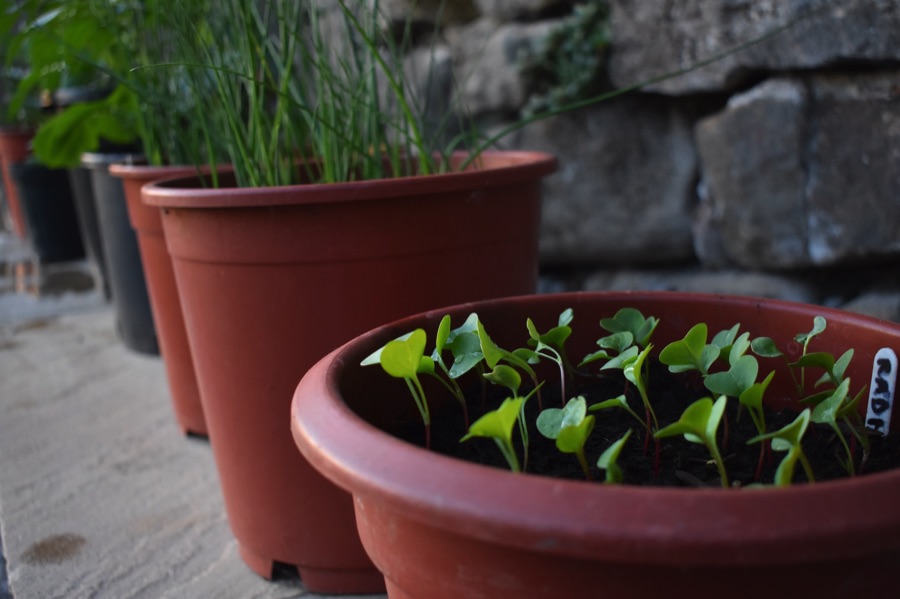 Green seedlings in brown pots